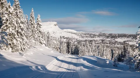 Skeikampen